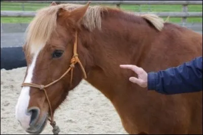 Quand le cheval a les oreilles en arrière c'est que ...