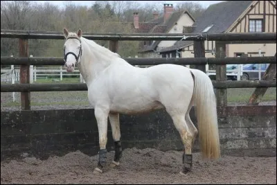 Quelle robe a ce cheval ?