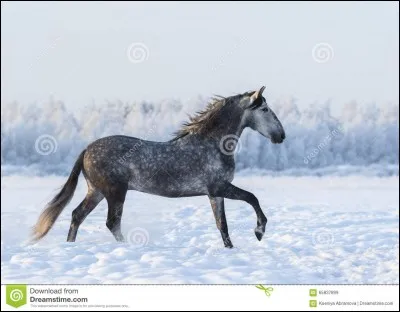 Quelle robe a ce cheval ?