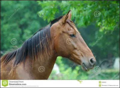 Quelle attitude a ce cheval ?