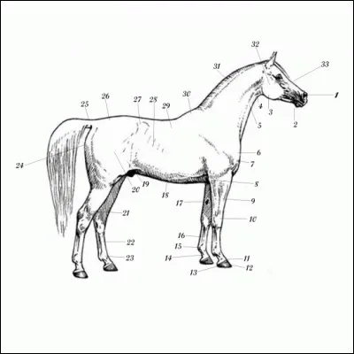 Quel est le numéro 33 ?