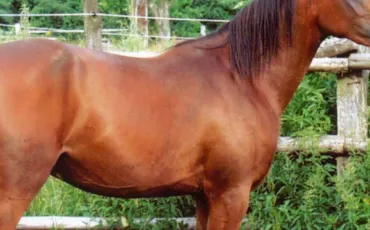 Quiz Galop 1