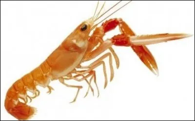 Qui est le meilleur ?