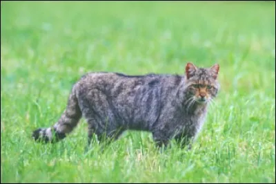 Comment appelle-t-on cet animal qui vit dans les forêts d'Europe ?