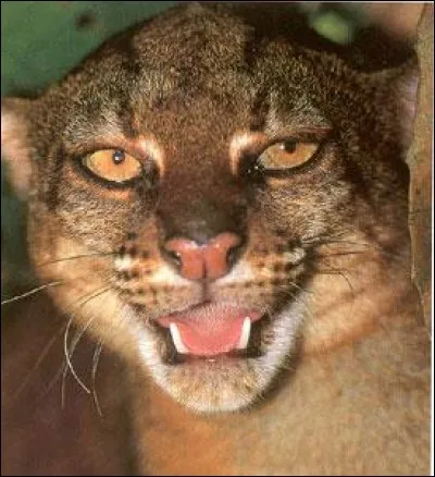 Comment appelle-t-on cet animal qui est très rare ?