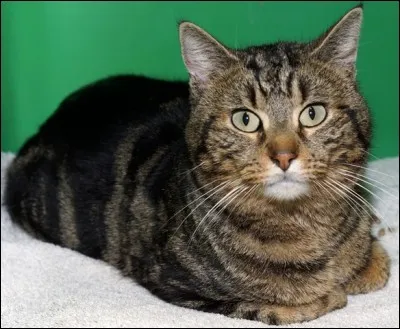 Comment appelle-t-on cet animal qui vit parmi nous aujourd'hui ?