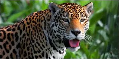 Comment appelle-t-on cet animal qui a la plus puissante mâchoire de tous les félins ?