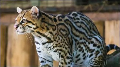 Comment appelle-t-on cet animal qui est très timide ?