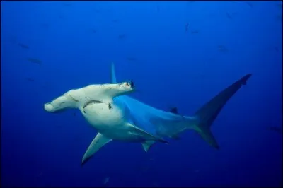 Mais tandis qu'en / qu'à « bathystrypane tragoudait le hierrococcyx », « on acousumait le ctupisage sfuryen lipogalactique ». Sauriez-vous dompter ces écheveaux hennissant entre les pattes d'oies (guillemets) ?