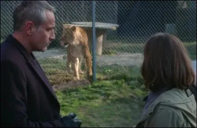 Comment s'appelle le lion qui a attaqué la victime ?