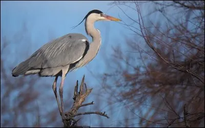 Mon premier est une interjection pour appeler, interpeller.
Mon deuxième est une figure circulaire.
Mon tout est un grand oiseau vivant au bord de l'eau et se nourrissant de petits animaux aquatiques.