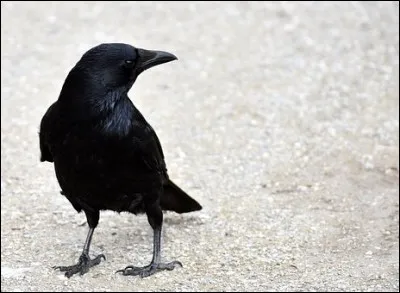 Mon premier est un instrument de musique à vent.
Mon deuxième plaît à l'il.
Mon tout est un oiseau à plumage noir ou gris.