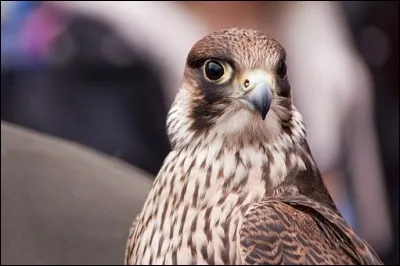 Mon premier est le contraire de vrai.
Mon deuxième est synonyme d'idiot.
Mon tout est un oiseau rapace diurne au bec court et crochu.