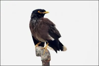 Mon premier est une conjonction qui permet d'indiquer une précision ou encore une opposition.
Mon deuxième est une tresse plate.
Mon tout est un oiseau capable d'imiter la voix humaine, originaire de Malaisie.