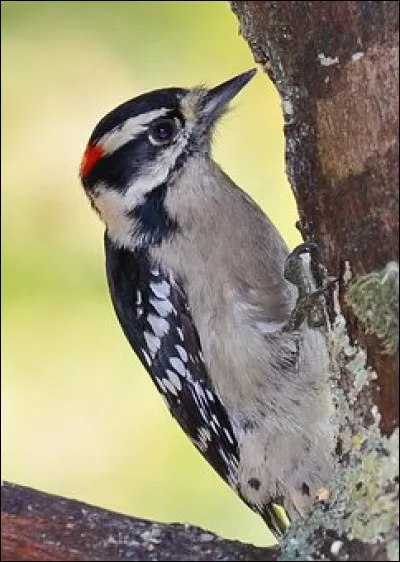 Mon premier est la seizième lettre de l'alphabet grec, correspondant au P.
Mon deuxième est la couleur dominante de la végétation.
Mon tout est un oiseau grimpeur qui frappe des coups rapides sur les troncs avec son bec.