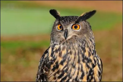 Mon premier est une voyelle, neuvième lettre de l'alphabet.
Mon deuxième fait peur lorsqu'on le dit par surprise. 
Mon tout est un oiseau de nuit, voisin de la chouette mais portant des aigrettes.