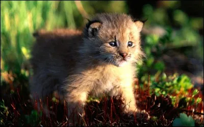 Quel est ce b&eacute;b&eacute; ?