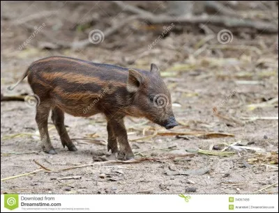 Quel est ce b&eacute;b&eacute; ?