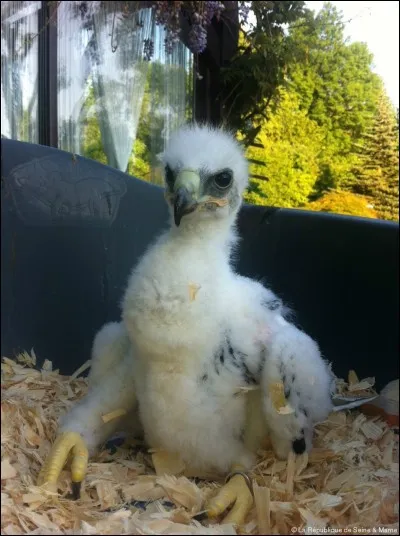 Quel est ce b&eacute;b&eacute; oiseau ?