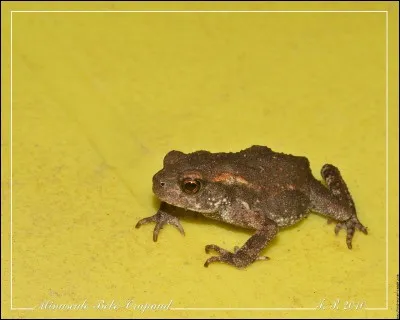 Quel est ce b&eacute;b&eacute; ?