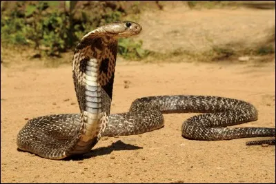 Quel est ce b&eacute;b&eacute; serpent ?