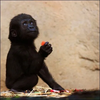 Quel est ce b&eacute;b&eacute; ?