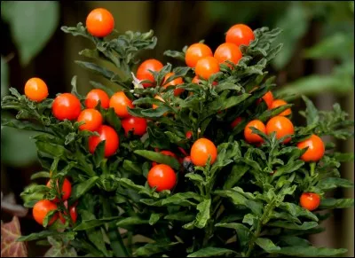 Portant le nom botanique Solanum pseudocapsicum, le pommier d'amour appartient à la famille ...