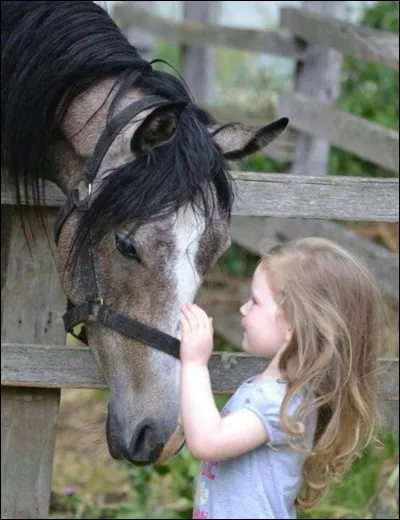 Si tu avais un animal de compagnie, ce serait...