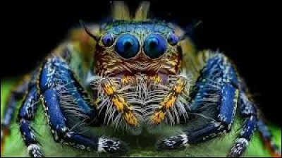 Lequel de ces animaux appartient à la famille des arachnides ?