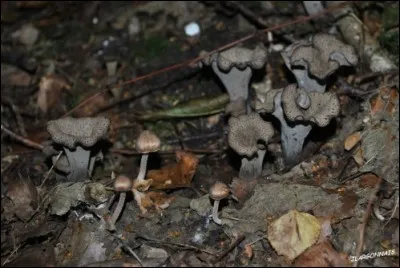 Ces champignons sont-ils propices à faire une bonne omelette ?
