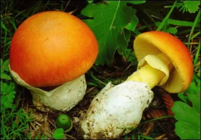 Ramasserez-vous celui-ci pour le cuisiner ?