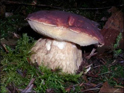 Ce champignon va-t-il vous régaler ?