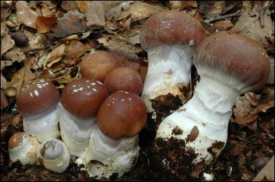 Pouvez-vous déterminer quels sont ces champignons ?