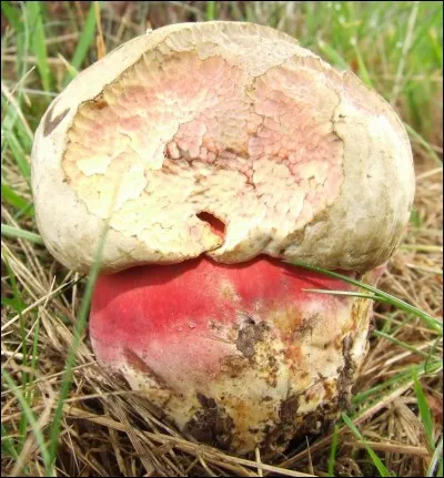 Ce champignon est-il comestible ?