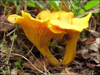 Ferez-vous confiance à celui-ci ?