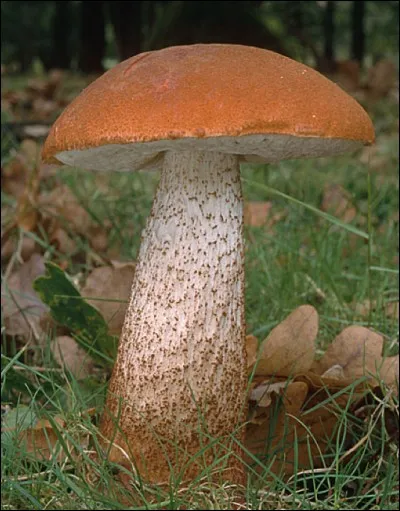 Où trouverez-vous ce bolet ?