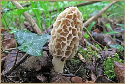 Ce champignon est-il un bon comestible ?