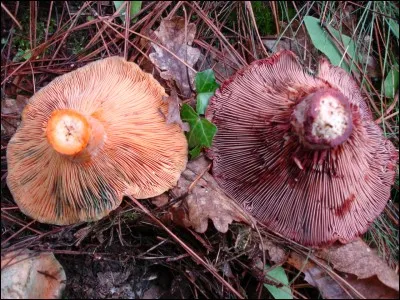 De ces deux champignons, quel est le vrai "sanguin" ?