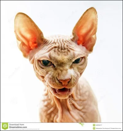 On peut être allergique au sphinx.