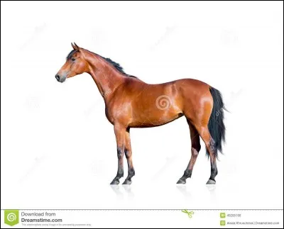 Quelle est cette robe ?