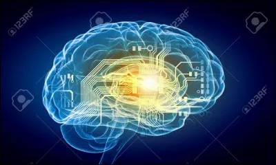 De ces quatre oiseaux, lequel est le plus intelligent ?