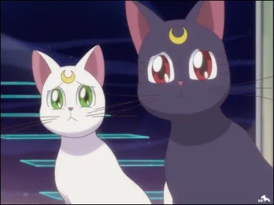 Comment s'appellent les deux chats de la série ?