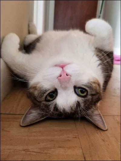 Qui sont les tantes de Poil de Châtaigne ?