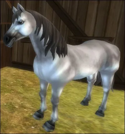 Ce cheval est assez robuste et est plutôt bon en équitation western. C'est le...