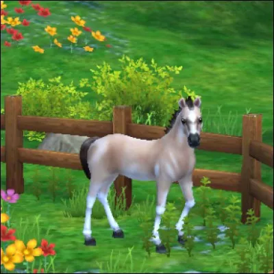 Ce poulain est issu d'une application récemment créée par "Star Stable". De quelle race est-il ?
