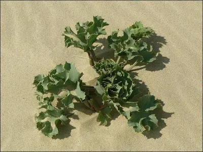 Quelle équipe s'appelle le ''15 de chardon'' ?