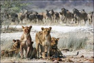 Au Botwana, il y a plus d'animaux que d'êtres vivants.