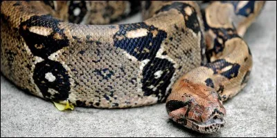 Le boa est très souvent un serpent venimeux.
