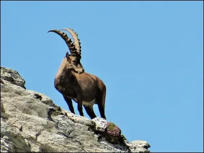 Le bouquetin est un animal polygame.