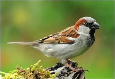 Monsieur Badin, un client sérieux a pris le train de 8h47 afin d'aller voir ces messieurs les ronds-de-cuir. Ce faisant, il entendit un visiteur sans gêne s'exclamer : " Hortense, couche toi" !